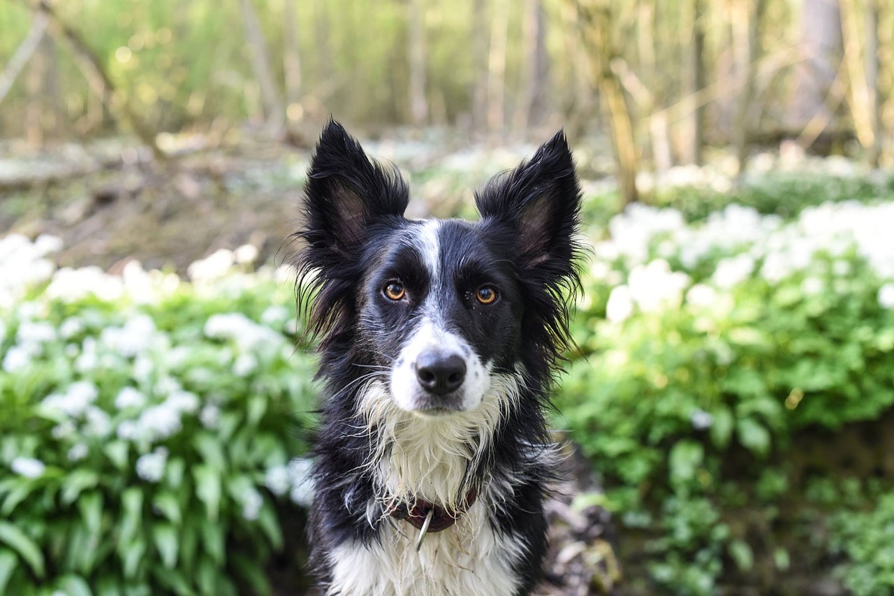dog-2599007_1280